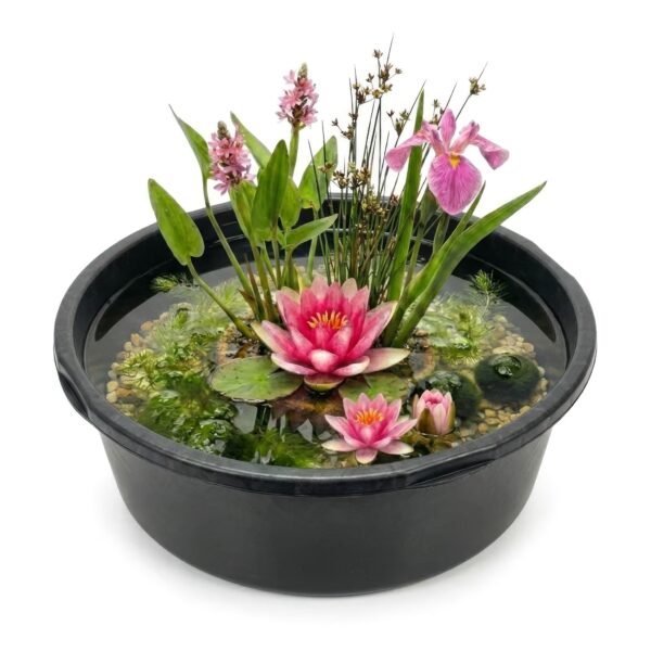 Complete Ingegraven Mini Vijver Rond - Roze Complete Ingegraven Mini Vijver Rond - Roze