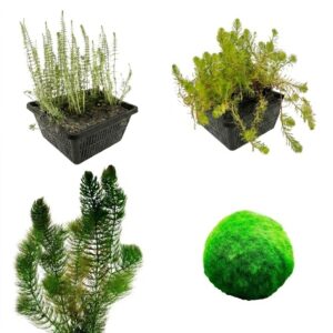 Zuurstofplanten Pakket 500-1.250L