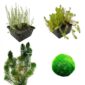Paquete de plantas purificadoras de aire1.250