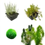 Paquete de plantas purificadoras de aire3.000