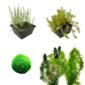 Paquete de plantas purificadoras de aire3.000