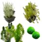 Paquete de plantas purificadoras de aire6.000