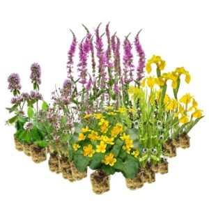 Nature-Friendly Bank Plants 8–12 m²