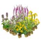 Natuurvriendelijke Oever Planten 8-12 m2