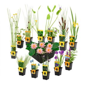Surprise Set: 12 Pond Plants + Pink Dwarf Water Lily