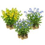 Plantas para la orilla húmeda de un estanque, 2-3 m²