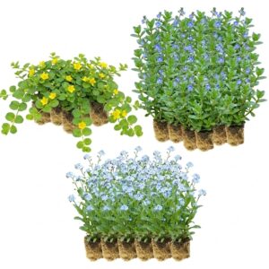 Pflanzen für den Teichrand (8–12 m²)