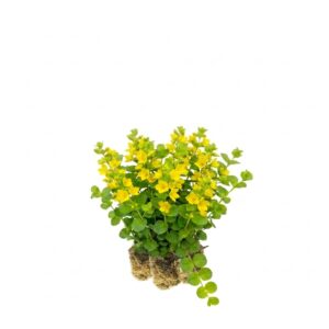 Gänseblümchen, 15 Pflanzen