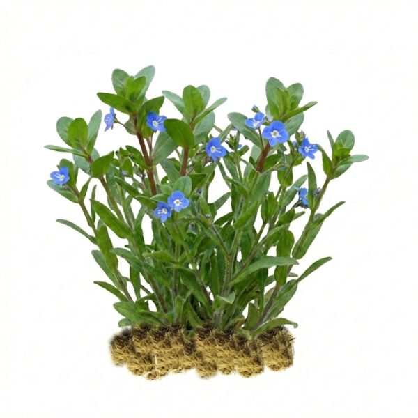 Beekpunge 15 planten Veronica piante