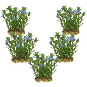 Veronica plants