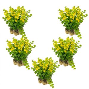 Lysimachia plants