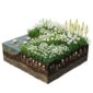 AQUA BULBS White Mix - White Flower Bulbs
