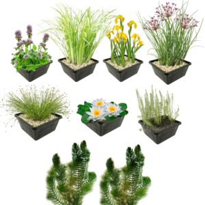 Wasserpflanzen mit einheimischen Wasserpflanzen 10.000