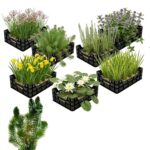 Inheems Waterplanten Pakket 10.000-15.000L