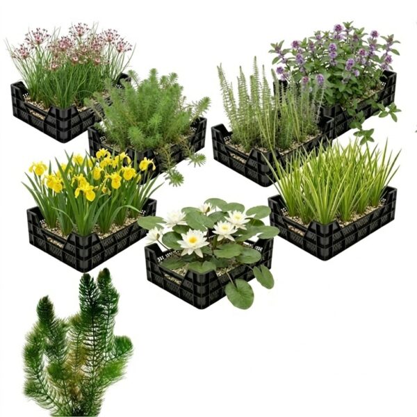 Inheems Waterplanten Pakket 10.000-15.000L