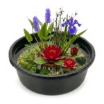 Complete Ingegraven Mini Vijver Rond – Rood