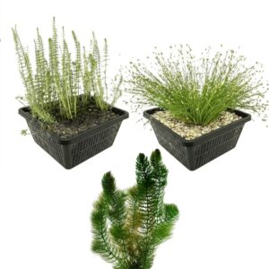 Plantes oxygénantes indigènesPlantes sous marines Plantes oxygénantes Plantes sous marines