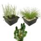 Plantes oxygénantes indigènesPlantes sous marines Plantes oxygénantes Plantes sous marines