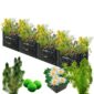 Biofilter 4 torens + Zuurstofplanten en Waterlelies