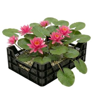 Teichkorb mit rosa Seerosen