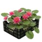 Caja para estanque «Nenúfar rosa»