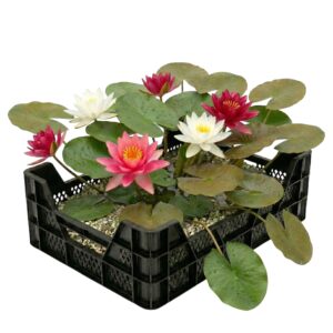 Assortiment de nénuphars - Bac pour bassin