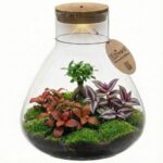 Bonsai Terrarium