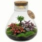 Bonsai Terrarium