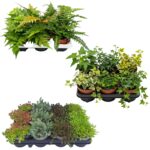 Klippekantplanter 2–3 m²