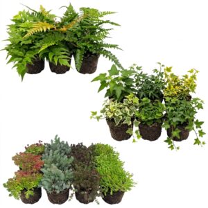 Rock Garden Plants 2–3 m²