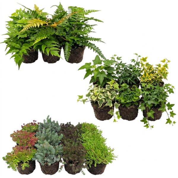Rotsrand Planten 2-3m2 Felsrand-Pflanzen 2–3 m²