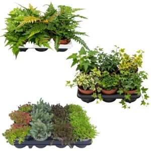 Klippekantplanter 2–3 m²