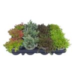 Sedum-stenplanter x12