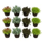 Sedum Rock Plants, 12 plants