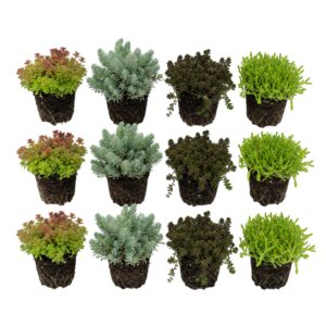 Sedum Rock Plants, 12 plants