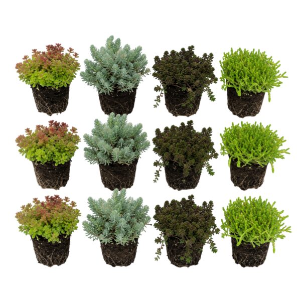 Sedum Rotsplanten 12 planten Sedum Rock Plants, 12 plants