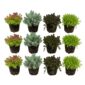 Sedum Rock Plants, 12 plants