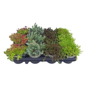 Sedum-stenplanter x12