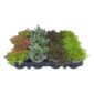 Sedum-stenplanter x12