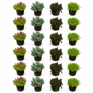 Sedum Rock Plants, 24 plants