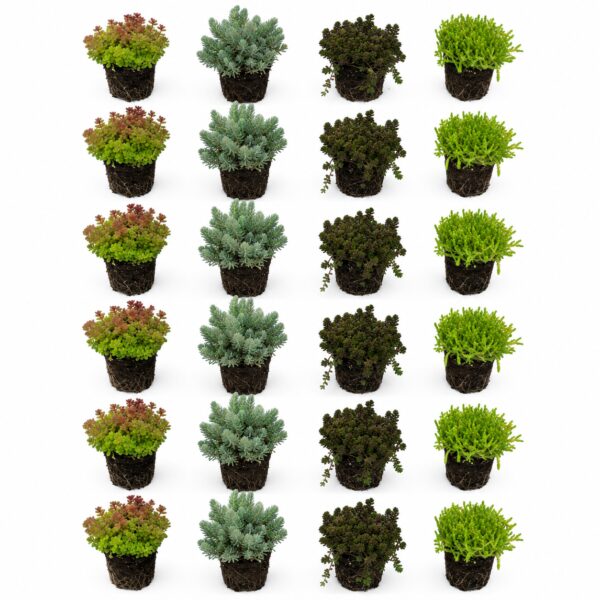 Sedum Rock Plants, 24 plants