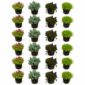 Sedum Rock Plants, 24 plants