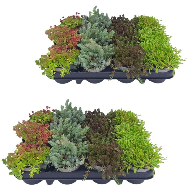Sedum Rotsplanten x24 Sedum Rotsplanten x24