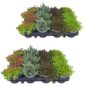 Sedum-stenplanter x24