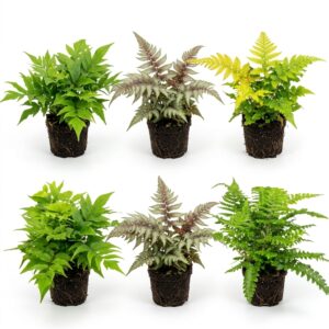 Garden Ferns, 6 plants