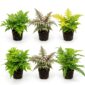 Garden Ferns, 6 plants