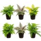 Tuinvarens 6 planten