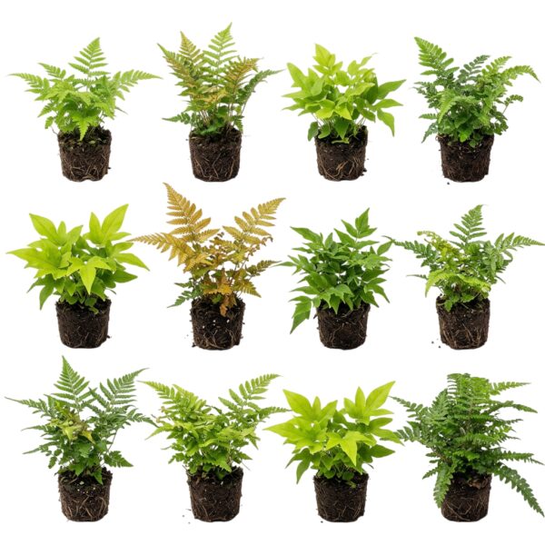 Tuinvarens 12 planten Garden Ferns, 12 plants