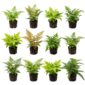 Garden Ferns, 12 plants