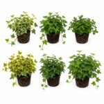 Ivy (Hedera) – 6 plants